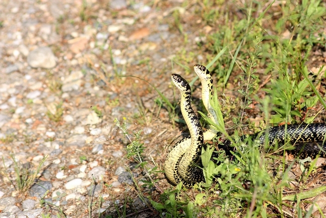 Lotta tra Coluber viridiflavus - Hierophis viridiflavus